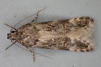Teleiopsis bagriotella