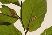 Stigmella hemargyrella