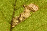 Stigmella hemargyrella