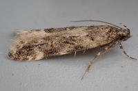 Teleiopsis bagriotella
