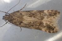Teleiopsis bagriotella