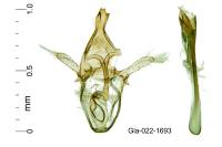 Alucita palodactyla