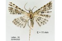 Alucita palodactyla