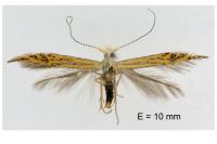 Coleophora limoniella