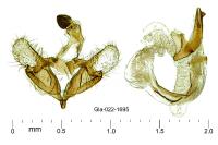 Coleophora saxicolella
