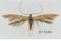 Coleophora saxicolella