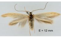 Coleophora salinella