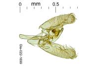 Elachista contaminatella