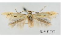 Elachista contaminatella