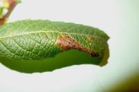 Phyllonorycter