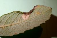 Phyllonorycter