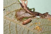 Phyllonorycter