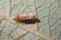 Phyllonorycter