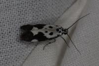 Ethmia quadrillella
