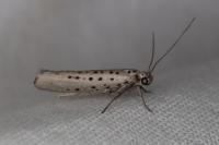 Yponomeuta sedella