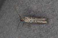Yponomeuta sedella