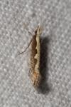 Plutella xylostella