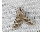 Alucita hexadactyla
