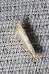 Argyresthia spinosella