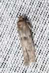 Blastobasis phycidella