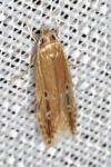Limnaecia phragmitella