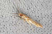 Pyroderces argyrogrammos