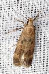 Pexicopia malvella