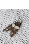 Recurvaria leucatella