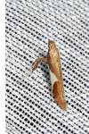 Caloptilia stigmatella