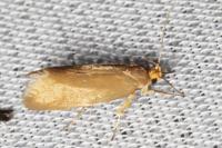 Crassa unitella