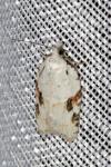Acleris kochiella