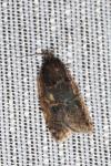 Acleris umbrana