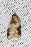 Acleris variegana