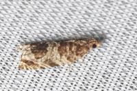 Ancylis achatana