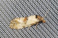 Neocochylis molliculana
