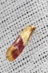 Diceratura ostrinana
