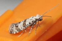 Scythropia crataegella