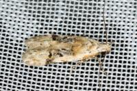 Altenia scriptella