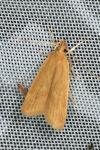 Helcystogramma rufescens