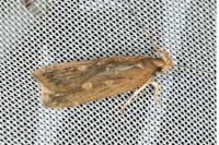 Helcystogramma triannulella