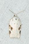 Acleris kochiella