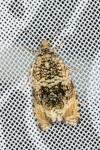 Celypha lacunana