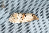 Neocochylis molliculana
