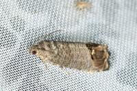 Cydia pomonella