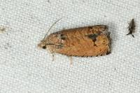 Cydia splendana