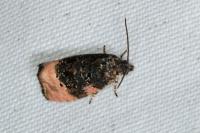 Metendothenia atropunctana
