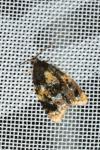 Spatalistis bifasciana