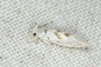 Niphonympha dealbatella