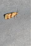Aethes cnicana