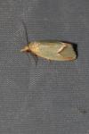 Agapeta hamana